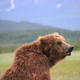 Illustration for article titled Please Enjoy This Gallery Of Amazing Bear Photos